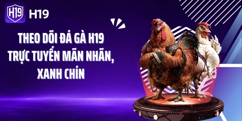 Theo dõi đá gà H19 trực tuyến mãn nhãn, xanh chín